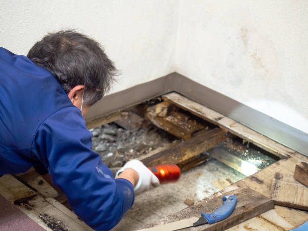 Best Black Mold Removal  in Bellefontaine Neighbors, MO