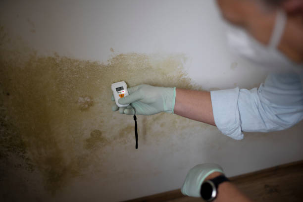 Best Mold Remediation  in Bellefontaine Neighbors, MO