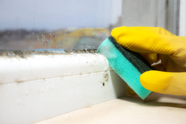 Best Attic Mold Removal  in Bellefontaine Neighbors, MO