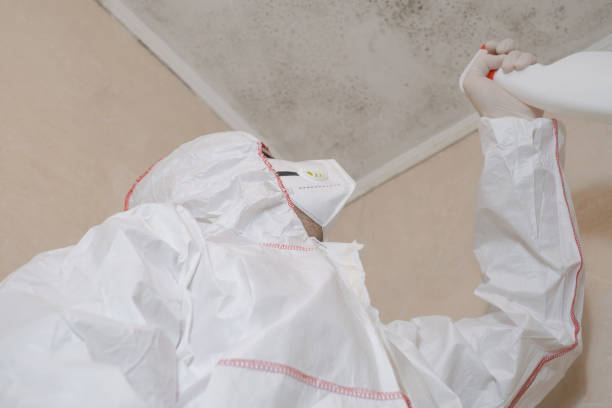 Home Mold Removal in Bellefontaine Neighbors, MO