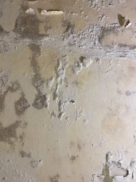 Mold Removal and Inspection in Bellefontaine Neighbors, MO