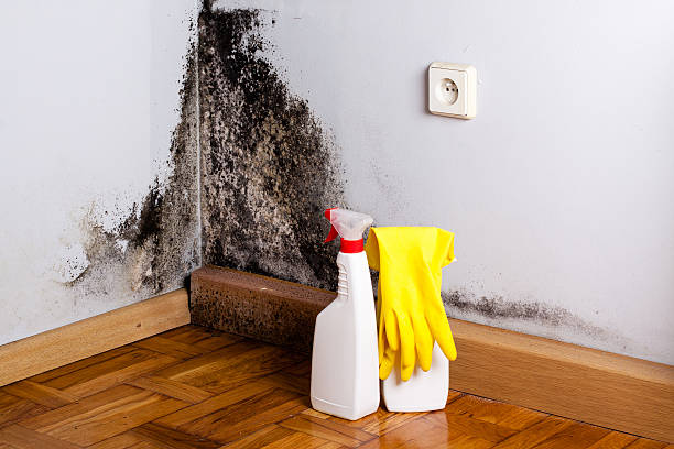Best Affordable Mold Removal  in Bellefontaine Neighbors, MO