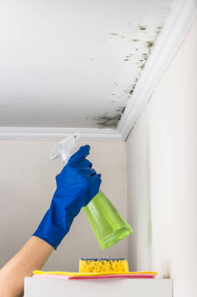 Bellefontaine Neighbors, MO Mold Removal Company